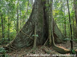 Réserve nationale Tambopata - Pérou