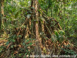 Réserve nationale Tambopata - Pérou