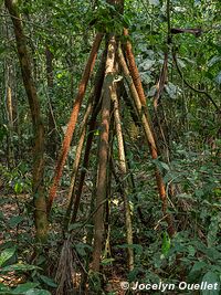 Réserve nationale Tambopata - Pérou