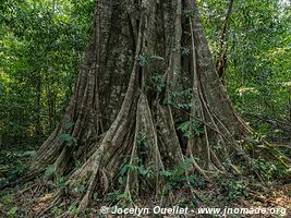 Réserve nationale Tambopata - Pérou