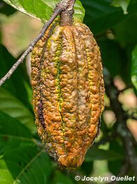 Tambopata National Reserve - Peru