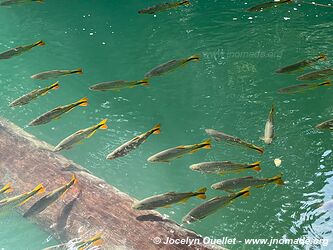 Rio Formoso - Bonito - Brazil