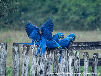 Estrada Parque Pantanal - Pantanal - Brazil