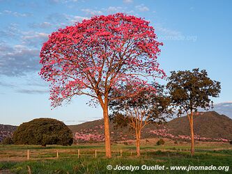 Piste de Aquidauana à Rio Verde de Mato Grosso - Brésil