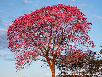 Piste de Aquidauana à Rio Verde de Mato Grosso - Brésil