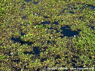 Estrada Parque Transpantaneira - Pantanal - Brésil
