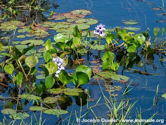 Estrada Parque Transpantaneira - Pantanal - Brésil