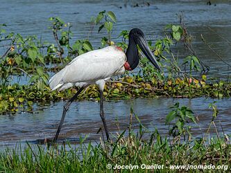 Estrada Parque Transpantaneira - Pantanal - Brésil