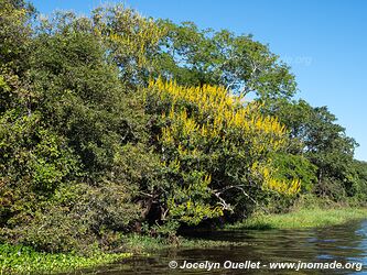 Porto Jofre - Pantanal - Brésil
