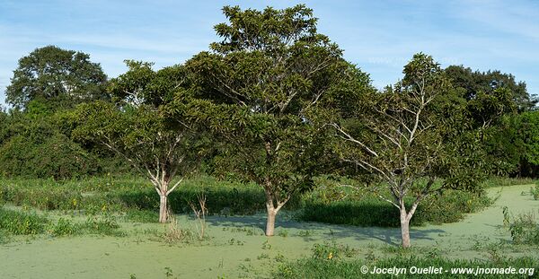 Estrada Parque Pantanal - Pantanal - Brazil