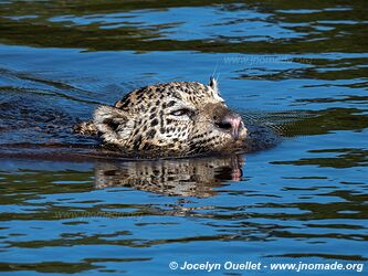 Porto Jofre - Pantanal - Brésil