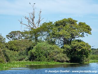 Porto Jofre - Pantanal - Brésil