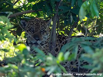 Porto Jofre - Pantanal - Brésil