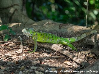 Porto Jofre - Pantanal - Brésil