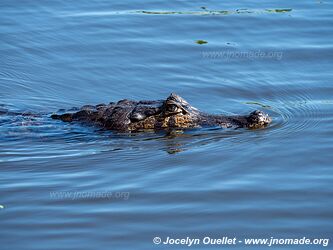 Porto Jofre - Pantanal - Brésil