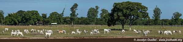 Région de Mimoso - Pantanal - Brésil