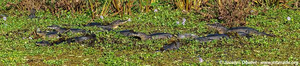 Estrada Parque Transpantaneira - Pantanal - Brésil